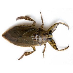 LETHOCERUS AMERICANUS